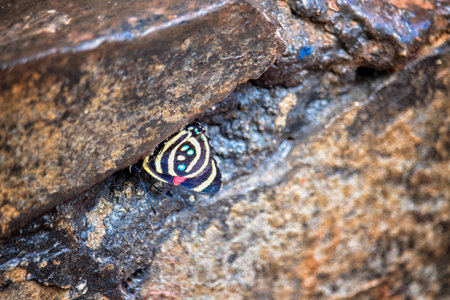 lonely butterfly on rocksの写真素材