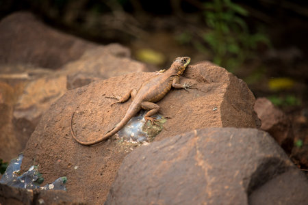 little lizard Basking in the Sunの写真素材
