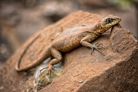 little lizard Basking in the Sunの写真素材