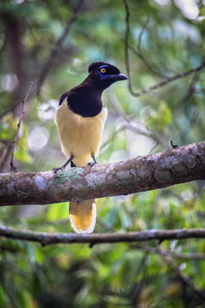 Bird on a branch at forestの写真素材