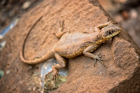 little lizard Basking in the Sunの写真素材