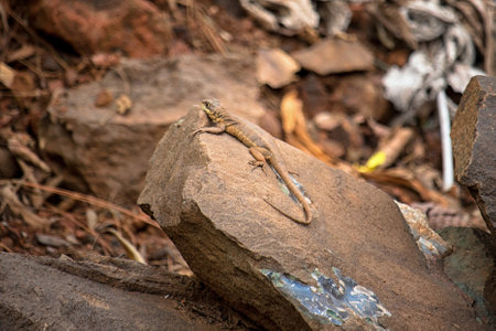 little lizard Basking in the Sunの写真素材