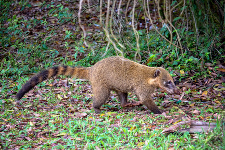 South American raccoons walking in the forestの写真素材