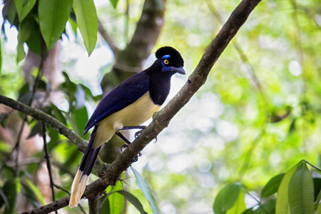 Common Magpie on a branch at forest - Cyanocorax chrysops - Misiones Argentineの写真素材