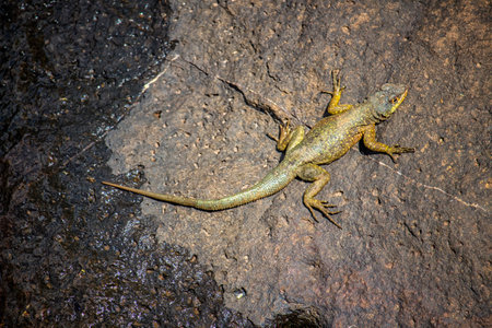 little lizard Basking in the Sun - topviewの写真素材