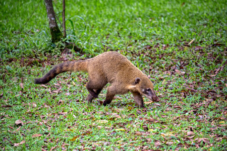 South American raccoons walking in the forestの写真素材