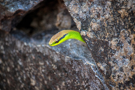 Rough green snake peeking out from between rocksの写真素材