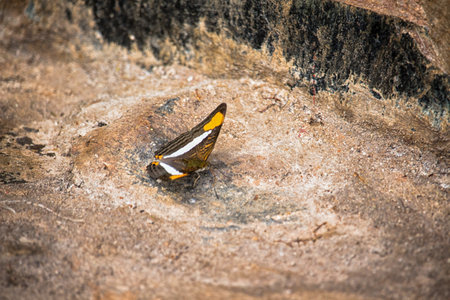 lonely butterfly on rocksの写真素材