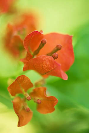 Bougainvilleaの写真素材