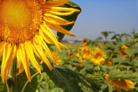 Sunflower の写真素材