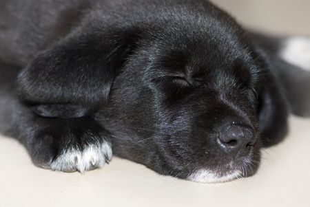 Puppy taking a nap