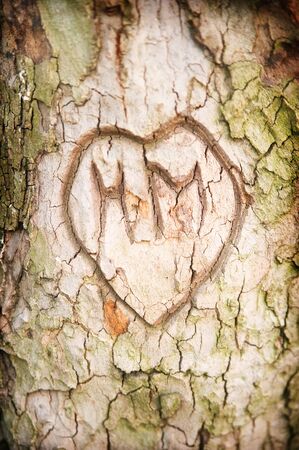 Heart carved in a treeの写真素材