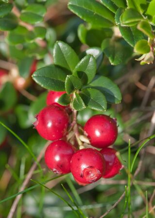 Vaccinium vitis-idaea known as lingon berry, fox berry, cow berry or mountain cran b