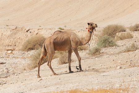 Camel in the desertの写真素材