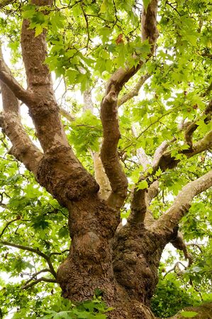 Old oak treeの写真素材