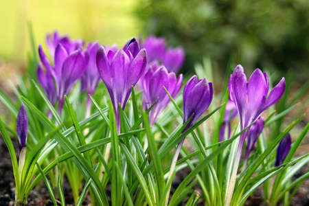 Beautiful blooming purple crocus flowersの写真素材
