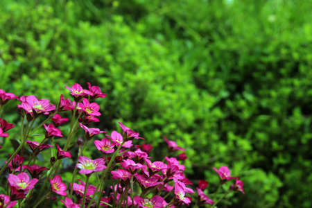 Saxifrage pink flowers on background