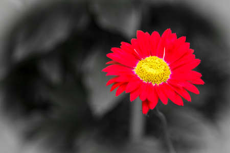 A flower of a red pyrethrum on a blurry dark background - a bright vignetteの写真素材