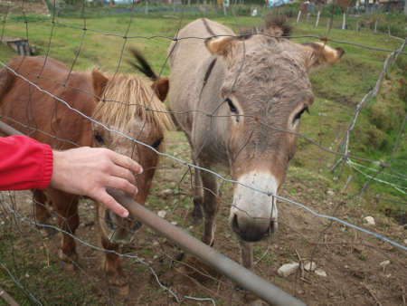 A PONY AND DONKEY STAND IN A PADDOCKの写真素材