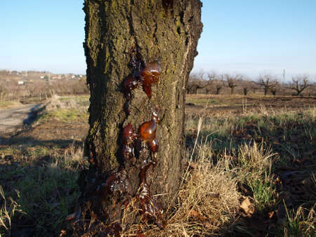 RUBBER CHERRY TREEの写真素材