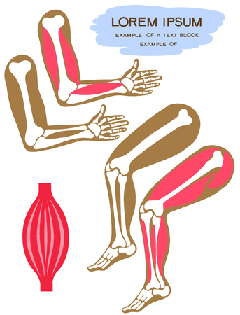 Vector illustration. Flat cartoon style. Upper and lower limbs of man. Skeleton and leg and arm muscles. Textbook for children.のイラスト素材