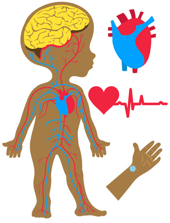 Vector illustration Flat cartoon style. Silhouette of a boy with an image of the brain, heart and circulatory system. Hand and pulse on itのイラスト素材