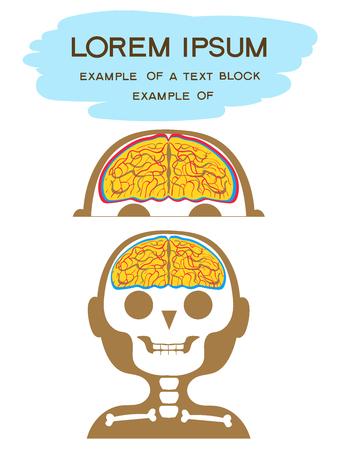 Vector illustration Flat cartoon style. The head of a person with the image of the skull, brain, membranes and blood vessels on it.のイラスト素材