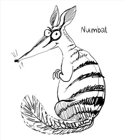 Vector. Graphic black and white sketch of a funny numbat.のイラスト素材