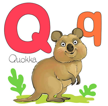 Vector illustration. Alphabet with animals. Large capital letter Q with a picture of a bright cute quokka.のイラスト素材