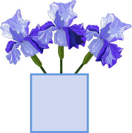 Blue iris on a white backgroundのイラスト素材