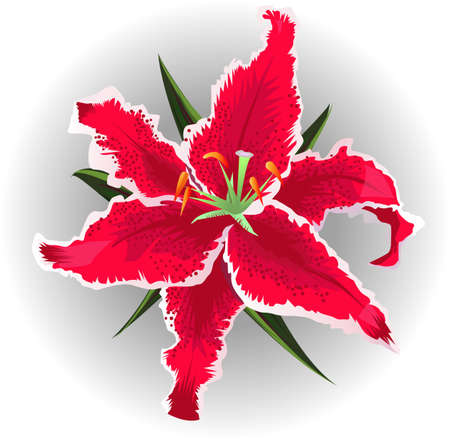 Beautiful pink lilies and leaves on a light backgroundのイラスト素材