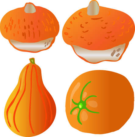 orange vintage pumpkins on white backgroundのイラスト素材