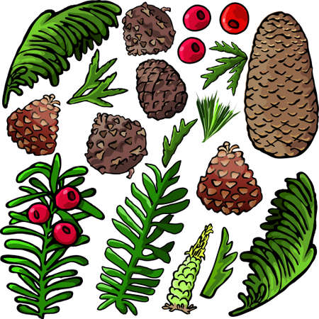 Pine cone and plants imagesのイラスト素材