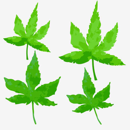 Green watercolor maple leaves on a white background Vector illustration.のイラスト素材