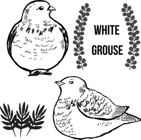 hand graphics ptarmigan isolated on white backgroundのイラスト素材