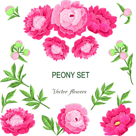Set of pink peonies and leaves on white background. Vector flower collection.のイラスト素材