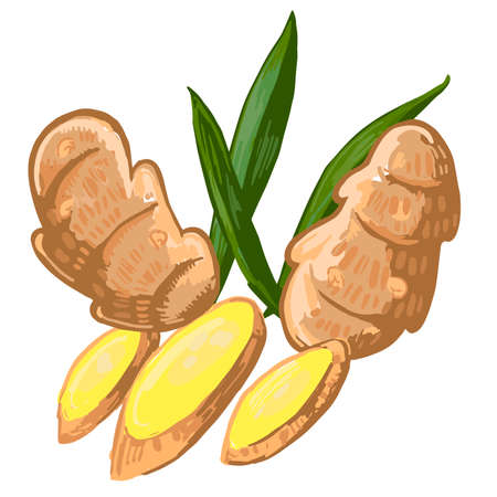 Ginger roots and leaves isolated on a white background