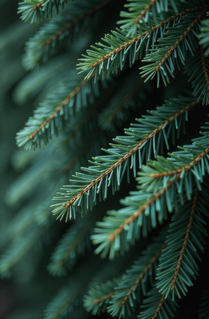 Christmas tree close, macro background of spruce branches. High quality photoの素材