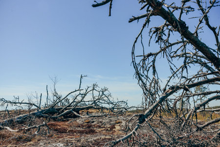 Desert landscape of burnt forest, dry trees with no leaves on the background of blue sky and dry...