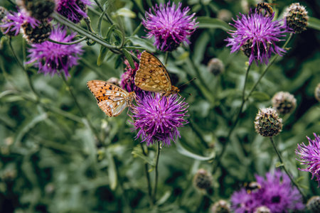 Butterflies perched on purple thistle flowers among green foliageの写真素材
