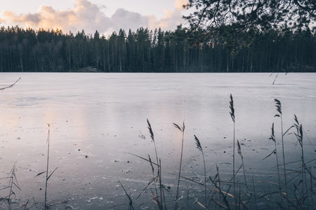 Landscape of a frozen lake surrounded by pine forest at dusk, with reeds in the foreground and...