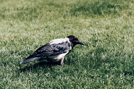 Crow sitting on green grass in meadow, crow bird walking outsideの写真素材