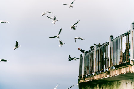 Seagull next to sea water, sea gulls sitting railing on ocean background