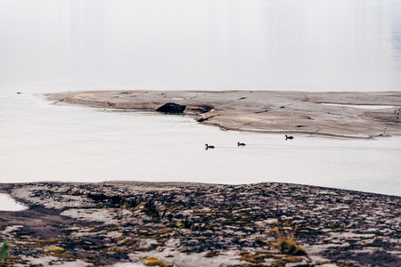 Ducks swimming in lake water, seascape with waterfowl