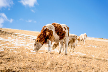 Cow eating yellow grass in meadow, herd of cows grazing in field in autumn, farm animalsの写真素材