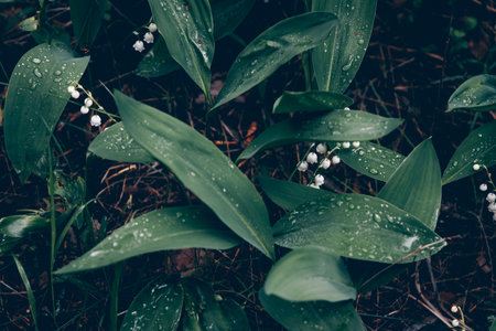 White small wildflowers with big green leaves cloudy day in forestの写真素材
