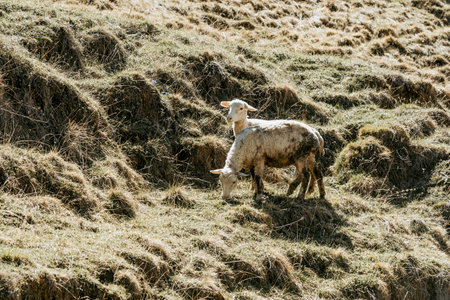 Sheep grazing on a hilly meadowの写真素材