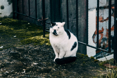 Street homeless cute fluffy cat resting outside in urban spaceの写真素材