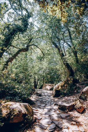 Green summer forest landscape, beautiful trees, grass and cloudy sky Kareliaの写真素材
