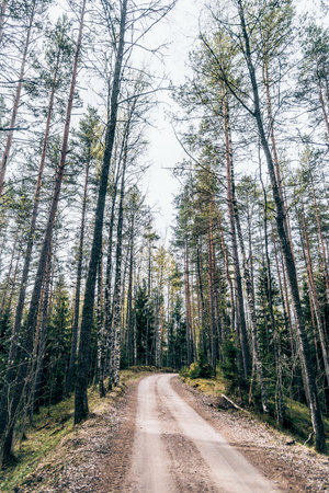 Green summer forest landscape, beautiful trees, grass and cloudy sky Karelia